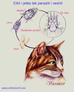 cikli i jetes tek Otodectes cynotic 
