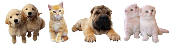 Kafshet e Shoqerimit