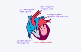 furnizimi i zemres me gjak