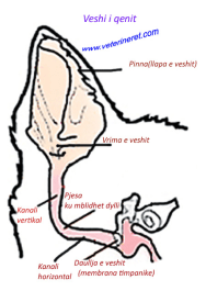 Anatomi e pjeshme e veshit te qenit