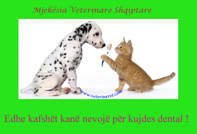 Kujdesi ndaj dhembeve