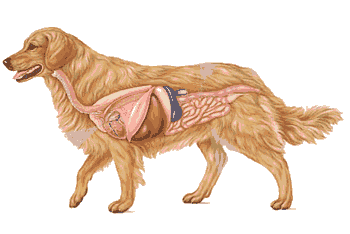 Revista "Veterineret"