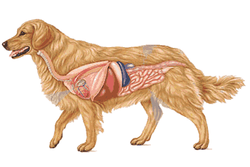 Revista "Veterineret"