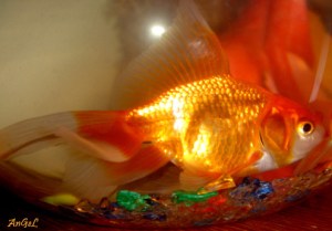 golden fish
