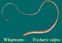 Trichuris vulpus
