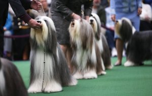 Bearded collies gjate show-t