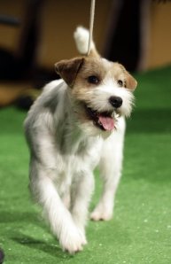 Jak Russell terrier