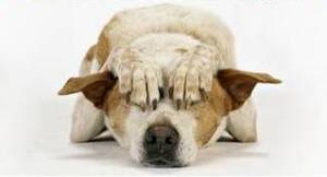 qeni dhe fobia nga zhurmat