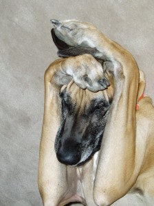 qeni dhe fobia nha zhurmat