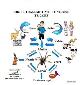Cikli i transmetimit te ethes hemorragjike