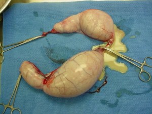 pyometra4
