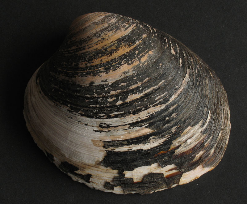 Ocean quahog (Arctica islandica) - Ky molusk mban rekordin e jetëgjatësise të raportuar prej një maksimumi : 507-të vjecare
