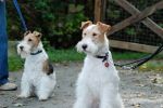 fox terrier wires