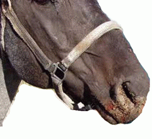 kale me stomatitis vesicular