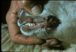 nekrobacilosis tek dhente