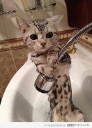 mace e frikesuar ne dush