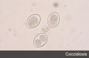Coccidiosis