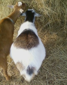 keci me bark te fryre