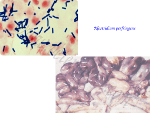 Klostridium perfringens