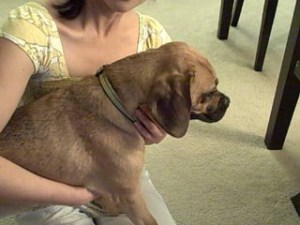 reverse-sneezing foto 3