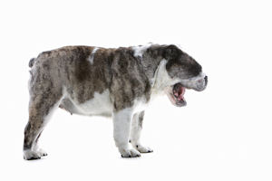 reverse_sneeze foto4