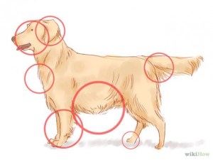 vendet ku mund te gjeni rriqna