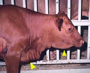 perikarditi tek lopet2