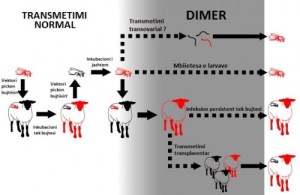  Skema e transmetimit të  virusit  në  kafshë  dhe  mushkonja