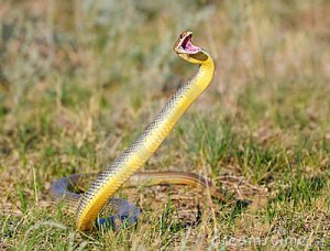 caspian-whip-Gjraperi shigjete-17284059