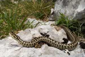 gjarper helmues- Neperka ( vipera ursinii)