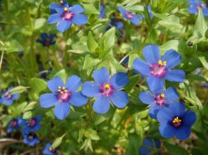 Bar capoi- Anagallis arvensis ngjyre blu
