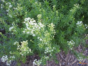Bime helmuese Mollage ngjitese-Galium mollugo