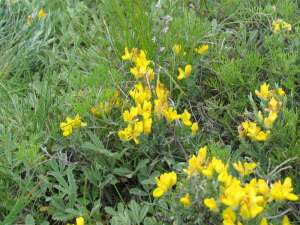 Shpendra-Helleborus odorus