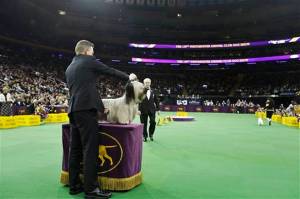 Charlie, pretendenti tjeter si qeni me i mire