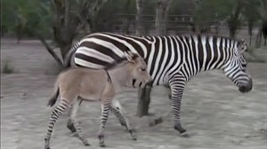Zonkey