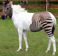 Zorse2