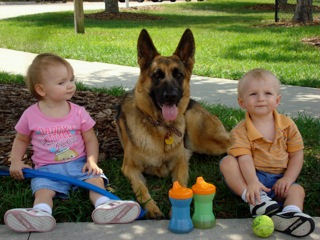 qen german shepherd