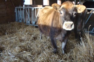 lopa ka nevoje per shtroje ne dimer