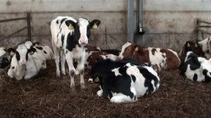 vicat ne stalle ne dimer2