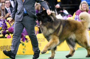 pamje nga konkursi qeni me i mire