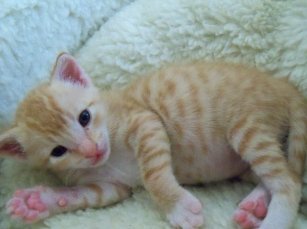 fryrja e barkut tek kotelja