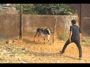 shenja-agresive-tek-dashi