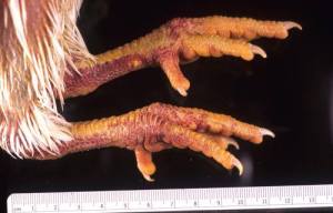 gjymtyret-e-shpendeve-te-prekura