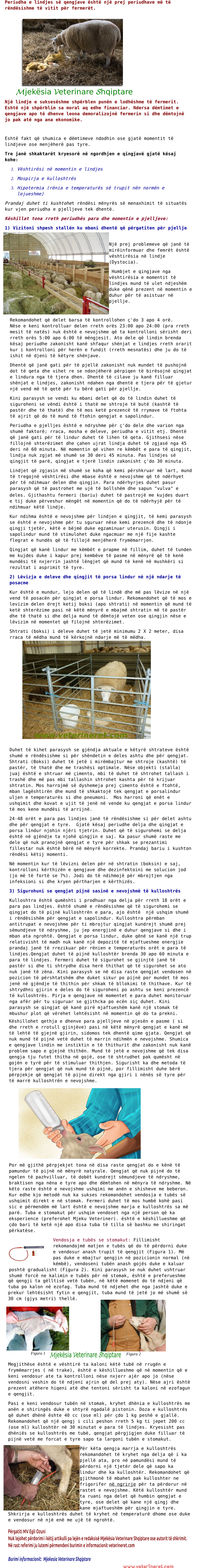 kujdesi-ndaj-qengjave-dhe-dhenve-ne-momentin-e-lindjes