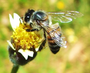 apis-mellifera-ligustika