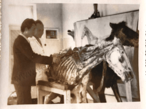 gjate-ores-se-anatomise