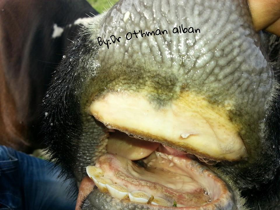 Mjekësia Veterinare Shqiptare, "Veterineret" -Gjuha blu-