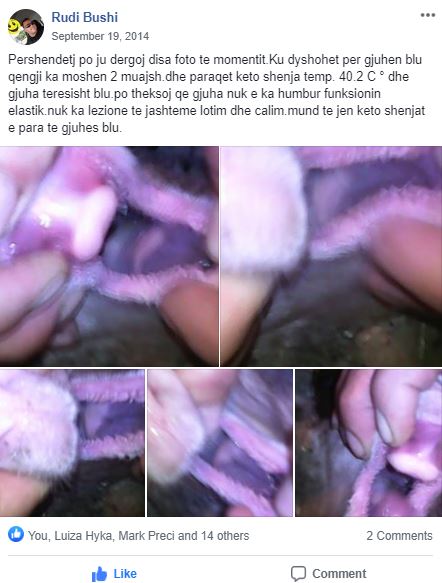 Mjekësia Veterinare Shqiptare, "Veterineret" -Gjuha blu-