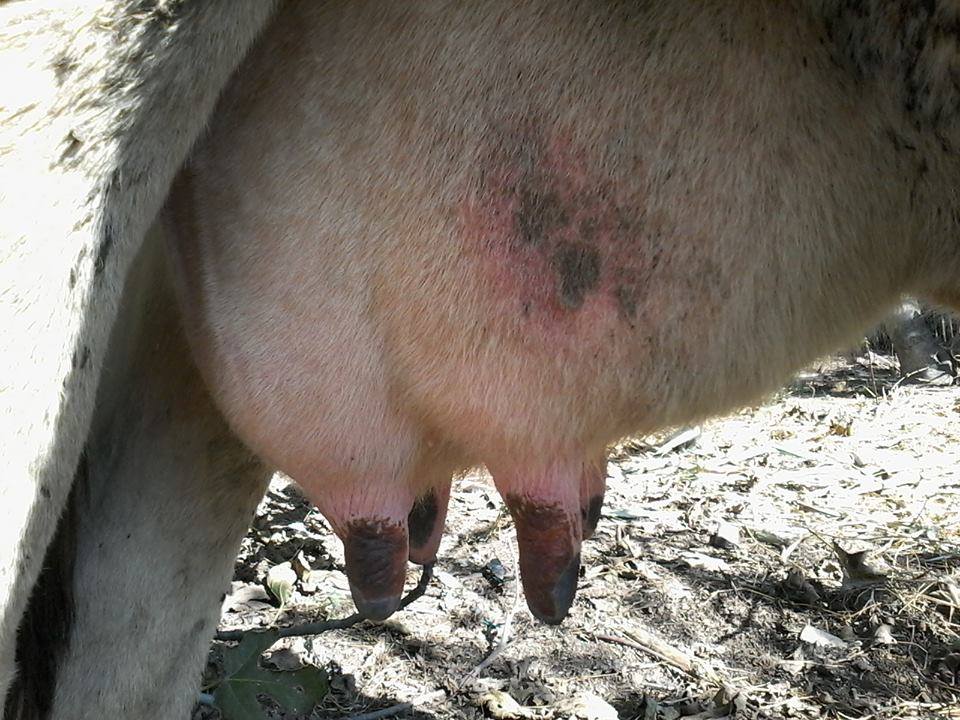 Mjekësia Veterinare Shqiptare, "Veterineret" -Gjuha blu-