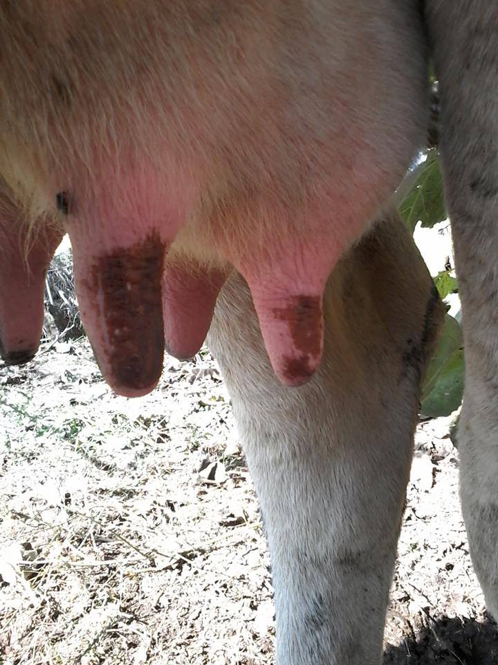 Mjekësia Veterinare Shqiptare, "Veterineret" -Gjuha blu-